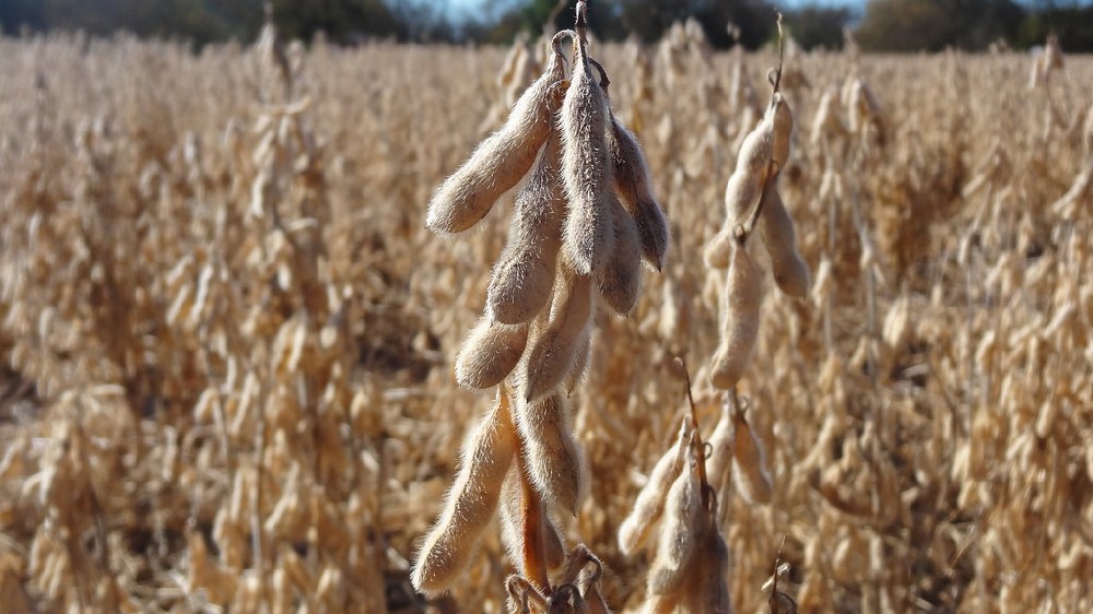 Soybean Aphids